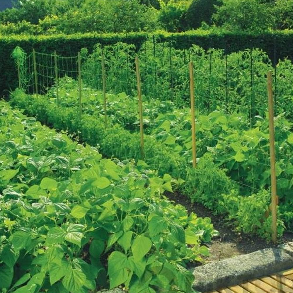 Bradas Ranknetz Rankhilfe Pflanzennetz für Gurken Tomaten