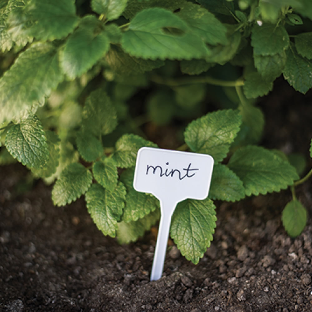 Bradas Pflanzschilder Pflanzenstecker Beetstecker Kräuterschild 10 Stück