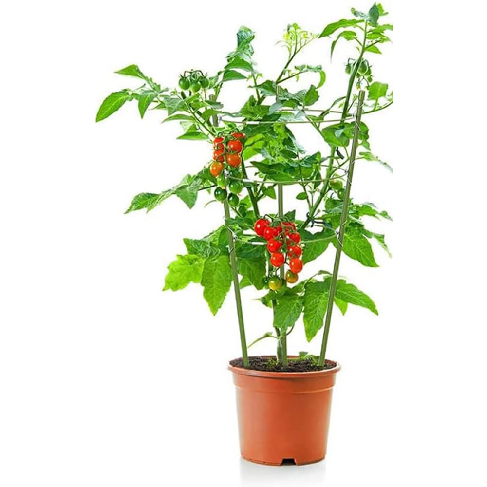Bradas Rankhilfe Stützringe Pflanzenstütze Gartenpflanze Grün