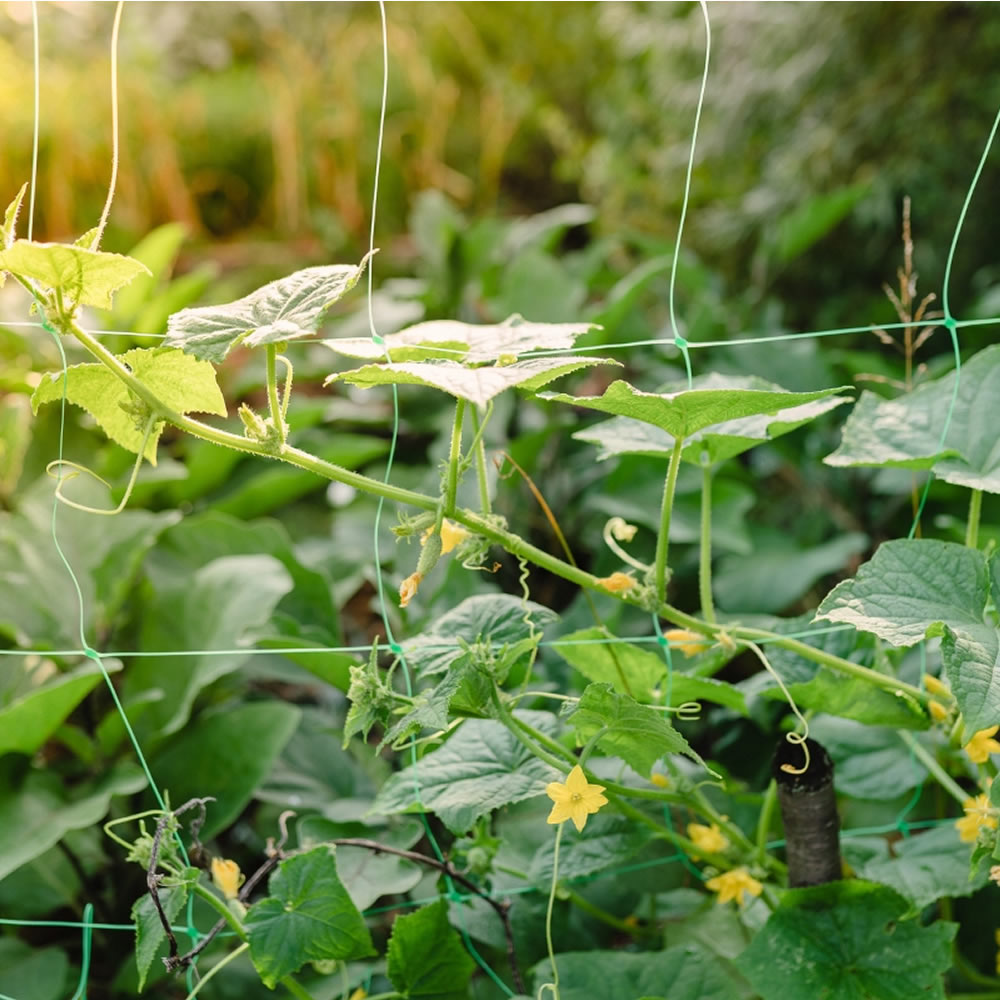 Bradas Ranknetz Rankhilfe Pflanzennetz für Gurken Tomaten