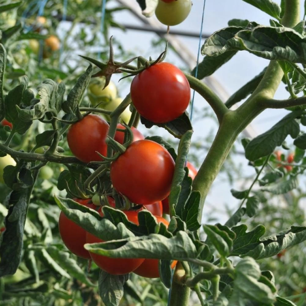 Bradas Ranknetz Rankhilfe Pflanzennetz für Gurken Tomaten