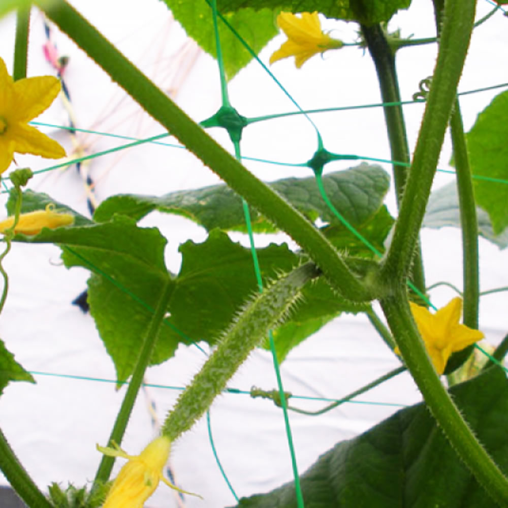 Bradas Ranknetz Rankhilfe Pflanzennetz für Gurken Tomaten