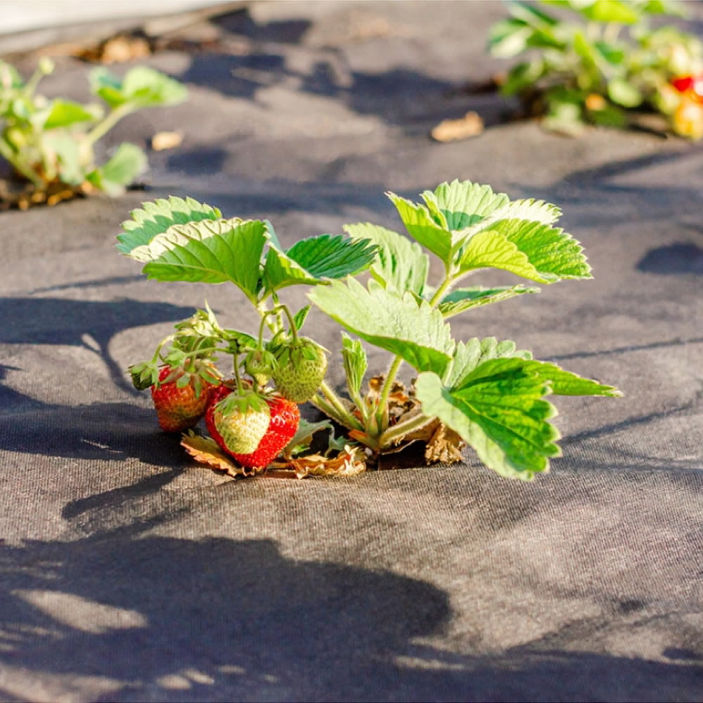 Bradas Unkrautvlies Gartenvlies Unkrautschutz Beetvlies